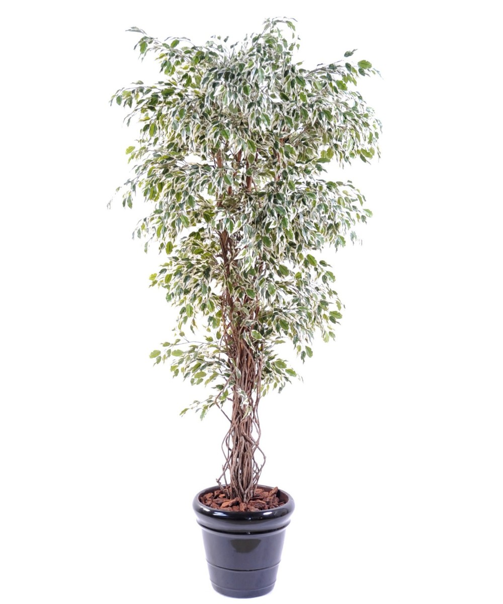 Artificial Ficus CREEPERS SL