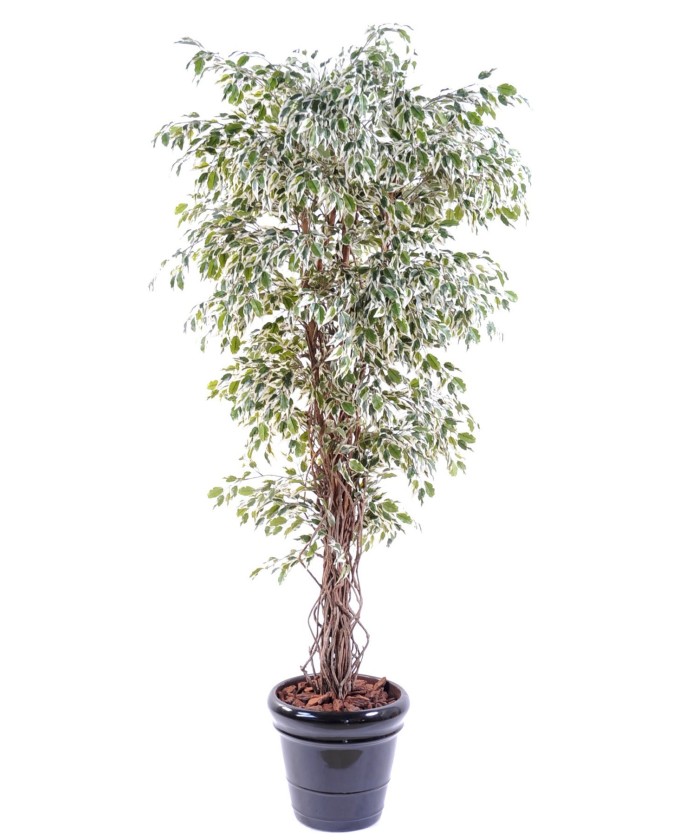 Artificial Ficus CREEPERS SL