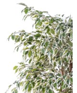 Artificial Ficus CREEPERS SL