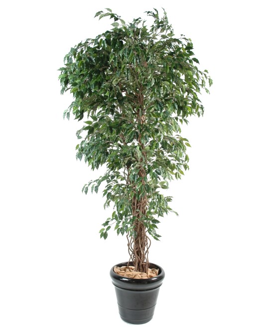 Artificial Ficus CREEPERS SL