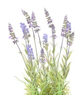 Kunstlik LAVENDEL dekoratiivpott
