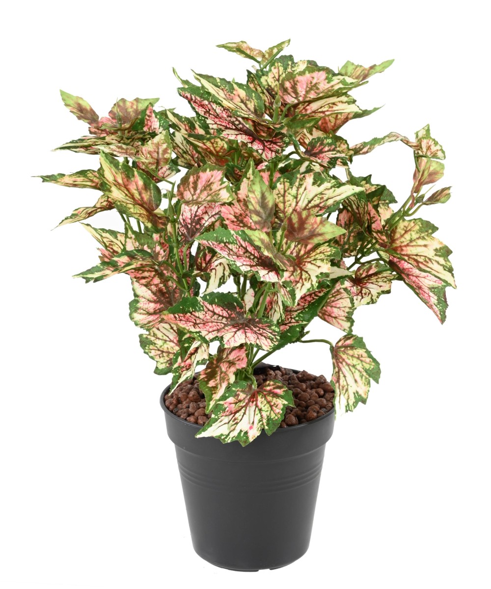 Kunstlik BEGONIA REX