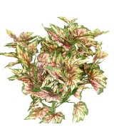 Kunstlik BEGONIA REX