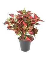 Artificial COLEUS LACE