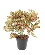 Artificial COLEUS