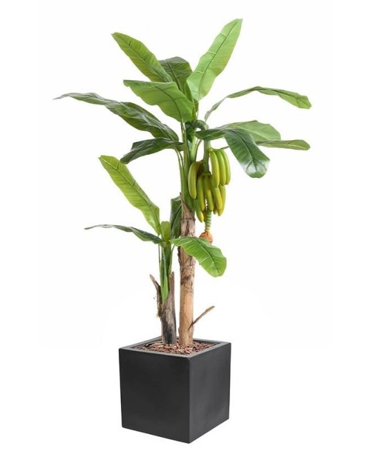 Artificial BANANA TREE WITH FRUIT IN CUBIC FIBER