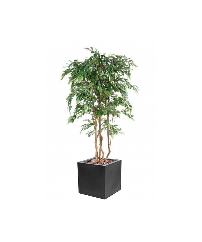 Artificial FICUS NATASJA MULTITREE IN CUBIC FIBER