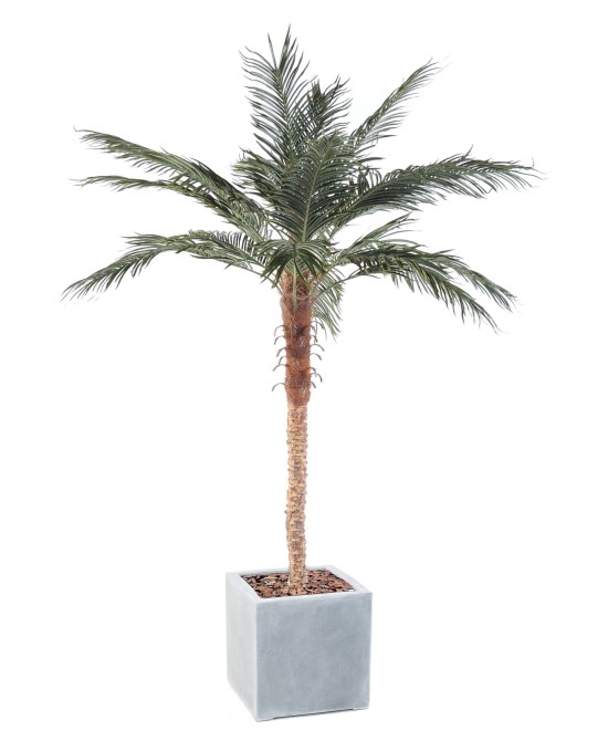 Artificial PHOENIX PALM IN CUBIC FIBER