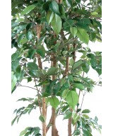 Artificial ficus NATASJA MULTITREE