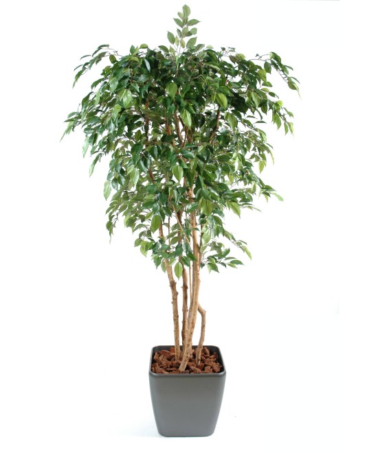 Mitmetüveline kunstficus Natasja