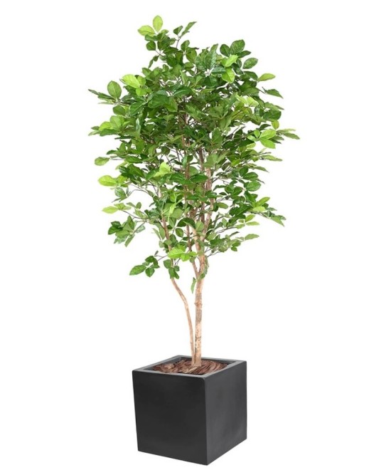 Artificial BEECH GRANDIFOLIA IN CUBIC FIBER