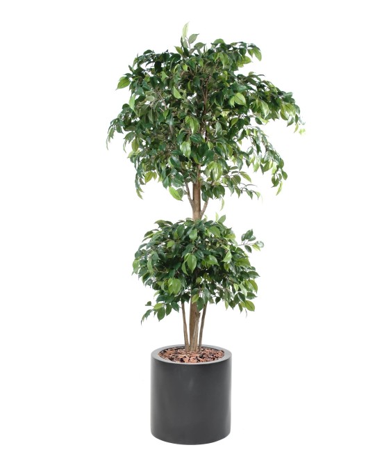 Artificial FICUS DOUBLE BALL IN FIBER CYLINDER