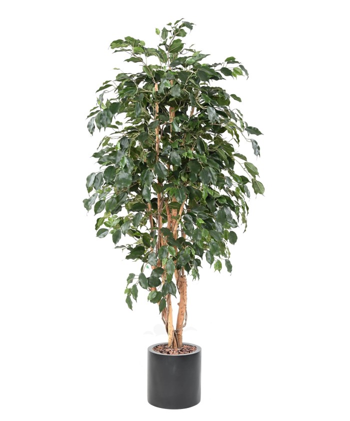 Artificial FICUS EXOTICA IN FIBER CYLINDER