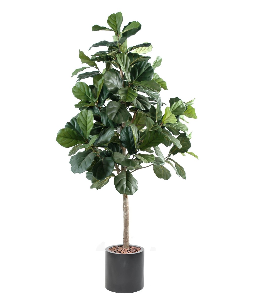 Artificial LYRATA (fig tree) IN FIBER CYLINDER