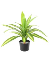 Artificial LARGE DRACAENA