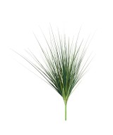 ONION GRASS LARGE BUSH (Net promotional price)