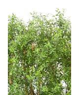 Artificial EUCALYPTUS HEDGE UV