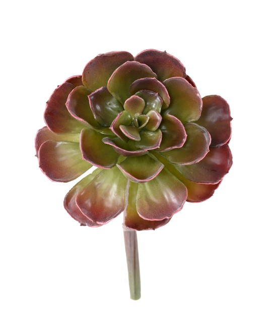 Artificial CRASSULA ECHEVERIA