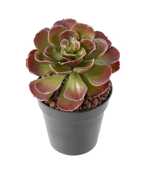 Artificial CRASSULA ECHEVERIA