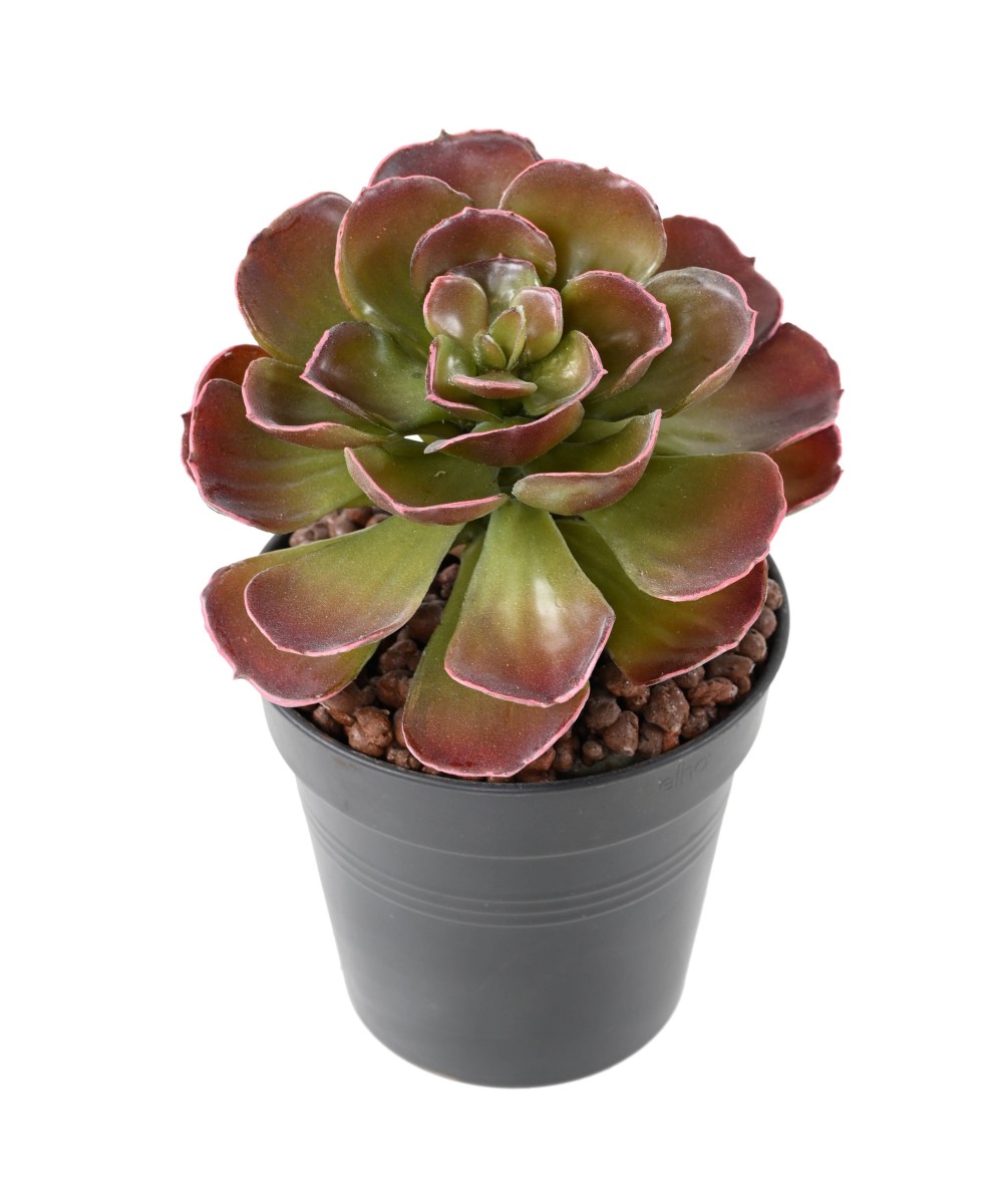 Artificial CRASSULA ECHEVERIA