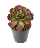 Artificial CRASSULA ECHEVERIA