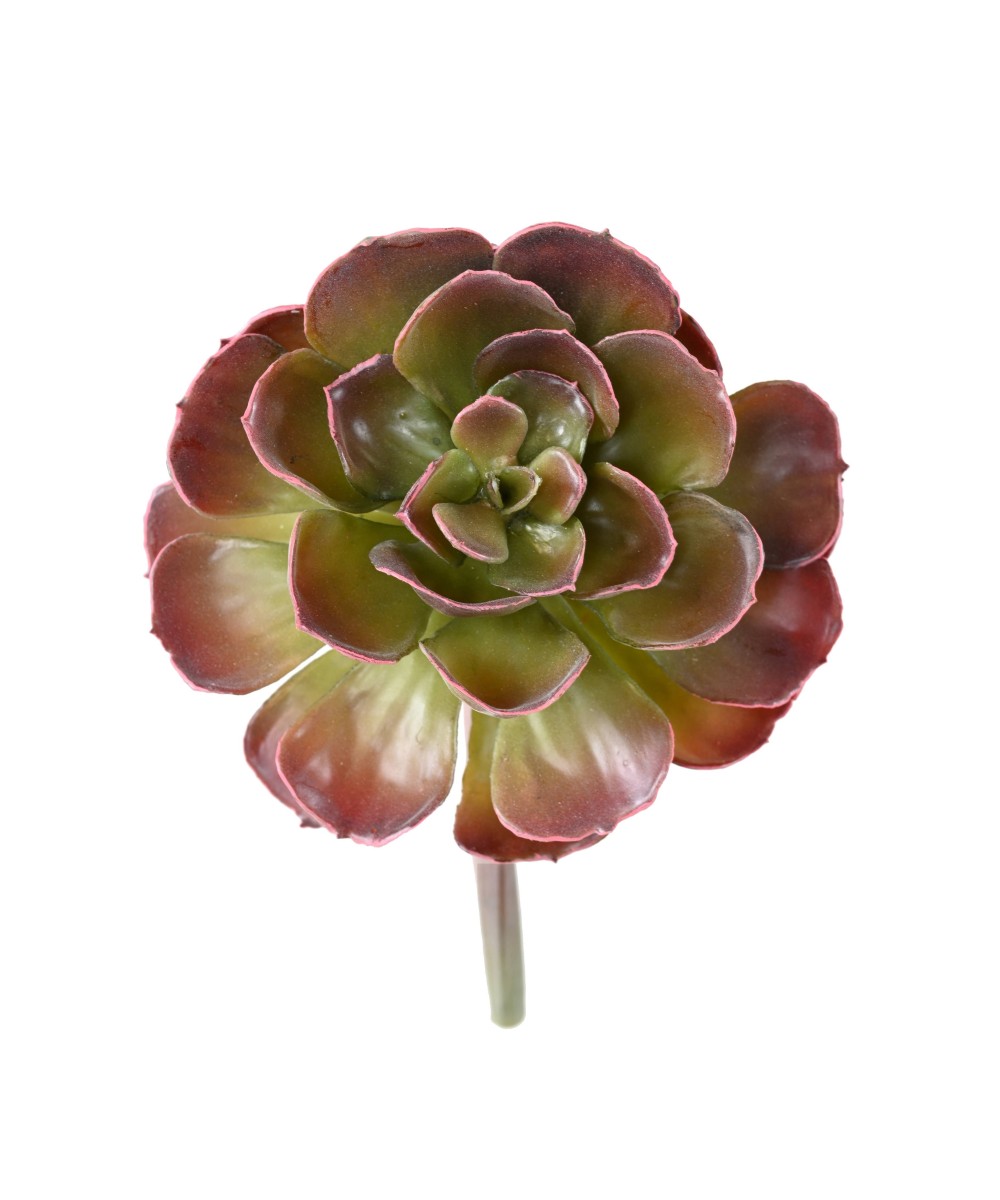 Artificial CRASSULA ECHEVERIA
