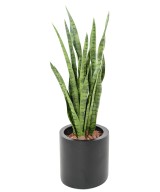 Artificial SANSEVIERIA 85