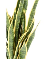 Artificial SANSEVIERIA