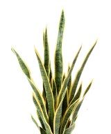 Artificial SANSEVIERIA