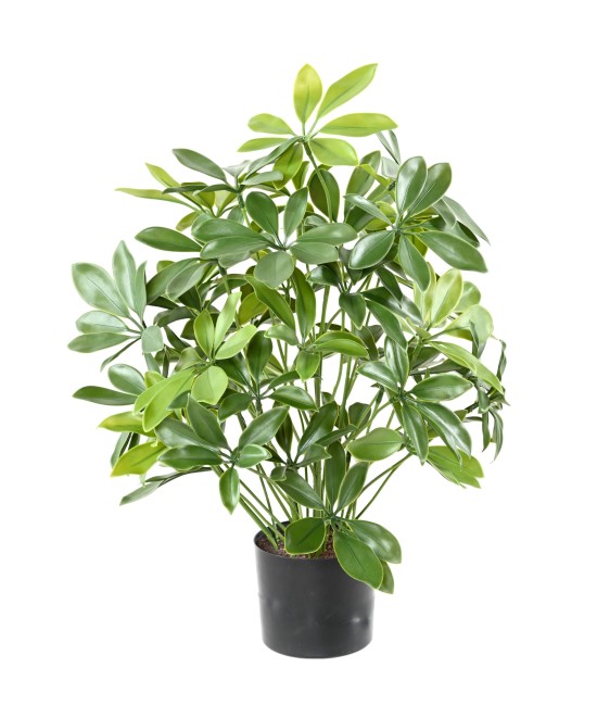 Kunstlik Schefflera pott plast 50 UV