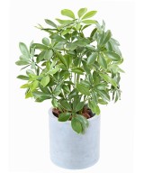 Kunstlik Schefflera pott plast 50 UV