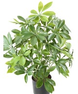 Kunstlik Schefflera pott plast 50 UV