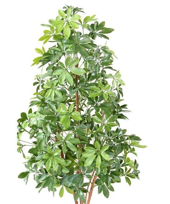 Kunstlik CHOISYA PUU plast 150 UV