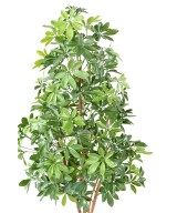 Kunstlik CHOISYA PUU plast 150 UV