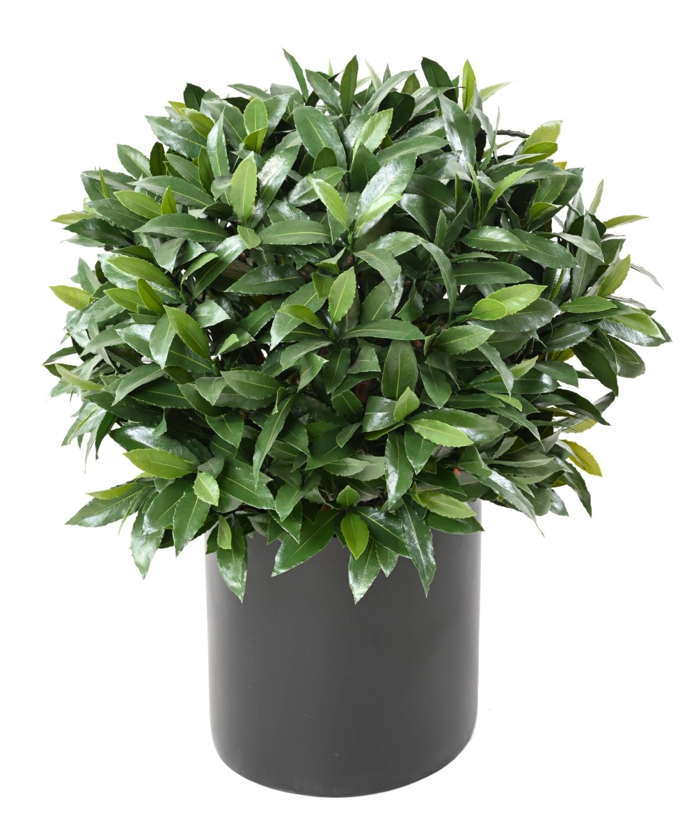 Artificial BAY LAUREL NEW BALL UV