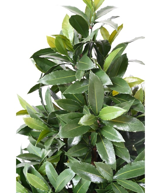 Artificial BAY LAUREL NEW LARGE CONE UV