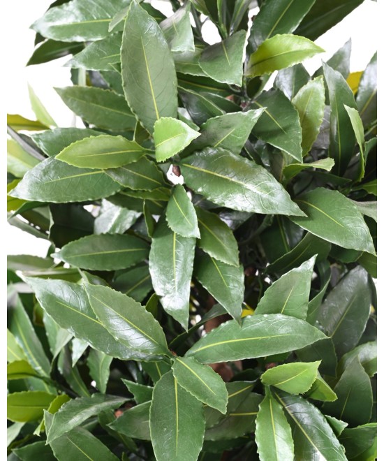 Artificial BAY LAUREL NEW LARGE CONE UV
