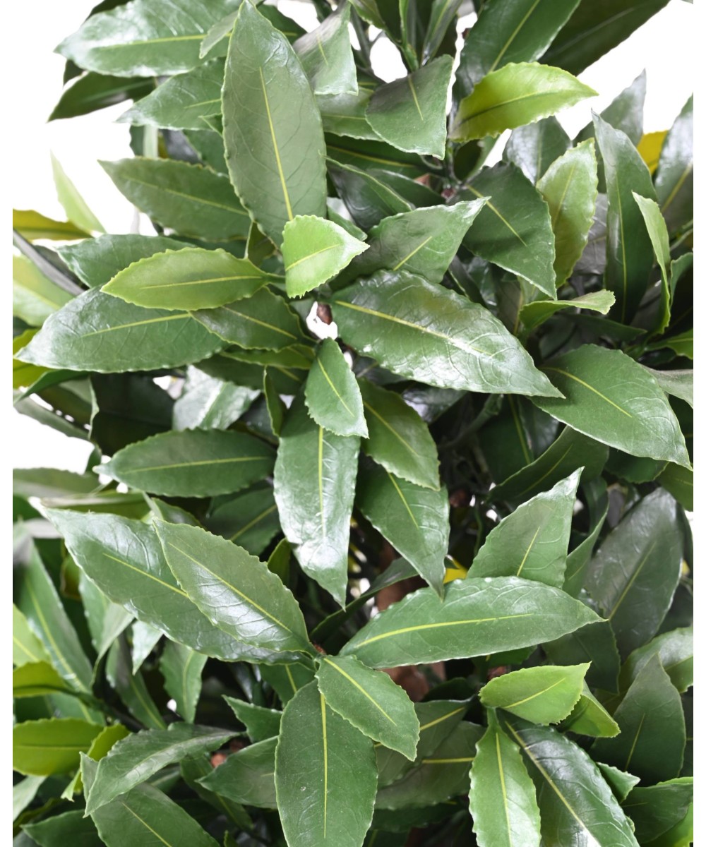 Artificial BAY LAUREL NEW LARGE CONE UV