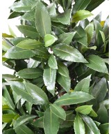 Artificial BAY LAUREL NEW LARGE CONE UV