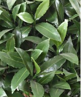 Artificial BAY LAUREL NEW STEM BALL 145 UV