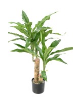 Kunstlik lõhnav dracaena (Dracaena Fragrans)