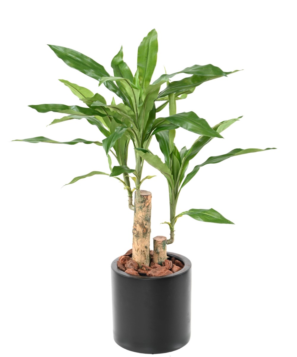 Kunstlik lõhnav dracaena (Dracaena Fragrans)