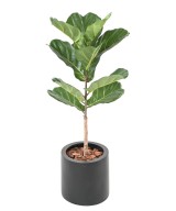Artificial LYRATA
