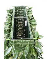 Artificial BAY LAUREL NEW HEDGE UV