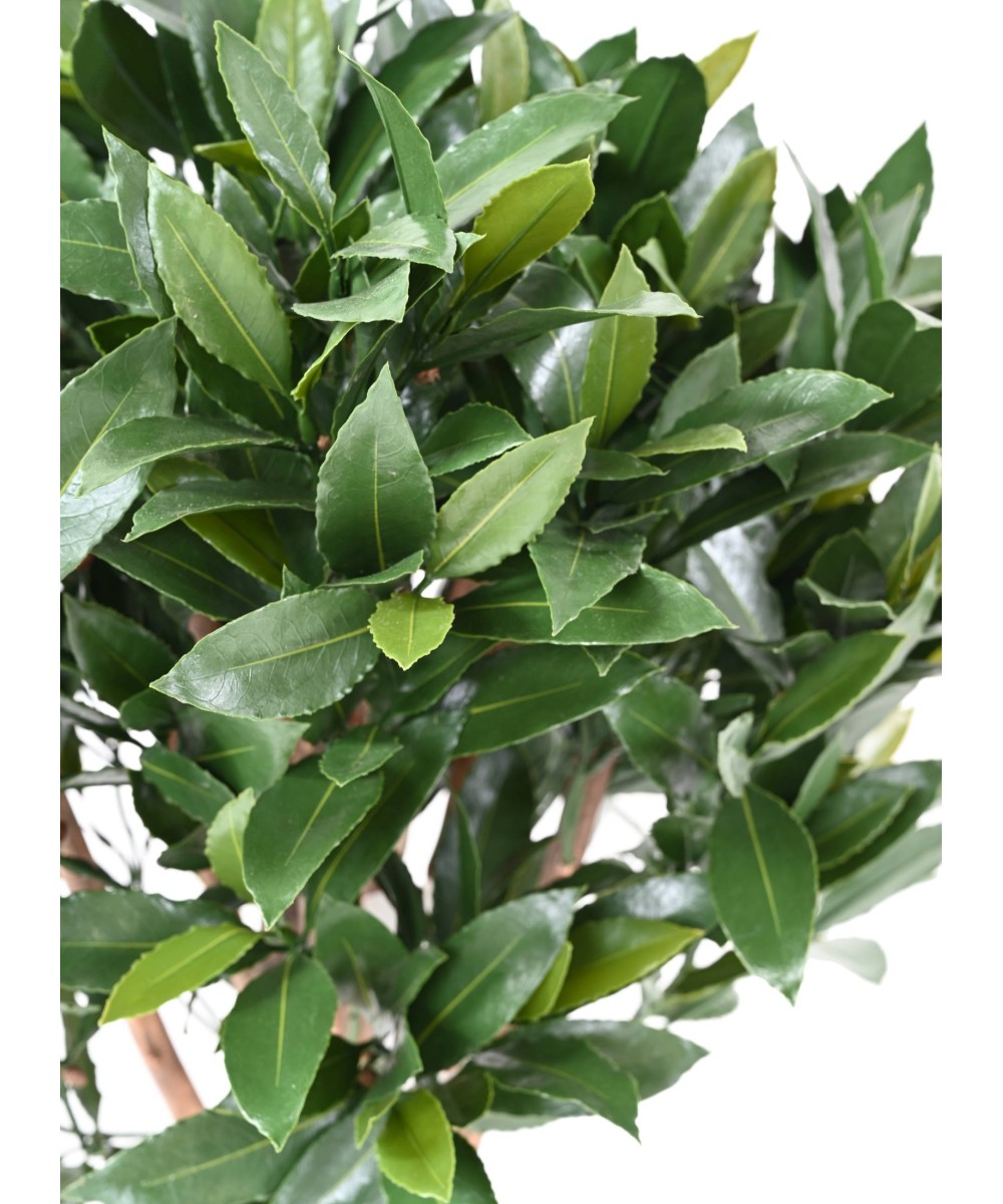 Artificial BAY LAUREL NEW STEM BALL 130 UV