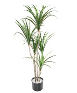 Kunstdraakonipuu MARGINATA 125