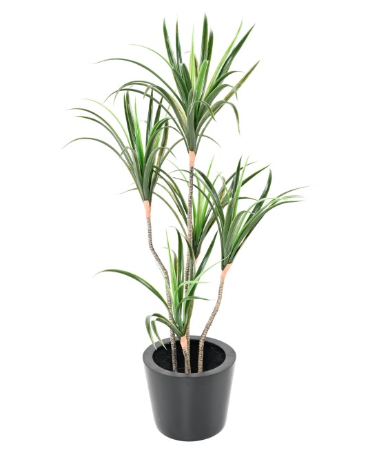 Kunstdraakonipuu MARGINATA 125
