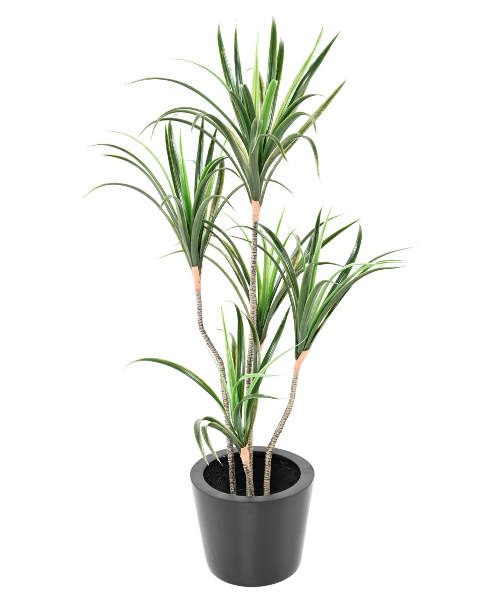Kunstdraakonipuu MARGINATA 125