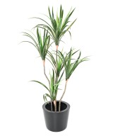Kunstdraakonipuu MARGINATA 125