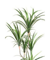 Kunstdraakonipuu MARGINATA 125